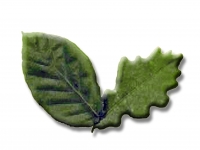 gansEvent Training & Assessment Coaching gansEvent Training & Assessment Coaching