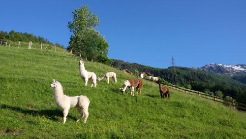 Und dann gibt es da noch meine 20 Lamas und Alpakas in Südtirol, die mich in Sachen Persönlichkeits-Entwicklung unterstützen. Lernen Sie sie kennen und erfahren Sie etwas über sich selbst.