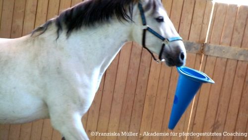 Pferde als Co-Trainer ermöglichen tiefgreifende und nachhaltige Lernerfahrungen!