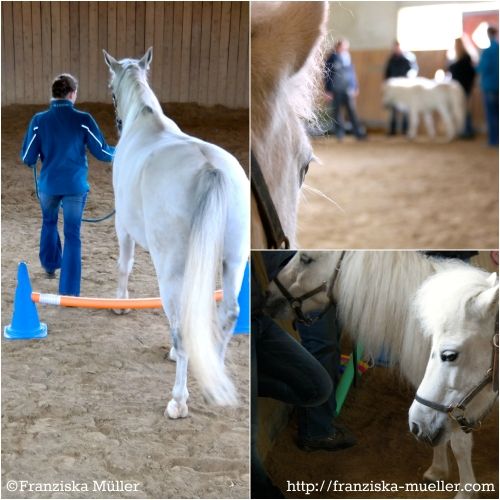 Pferdegestützte Ausbildung zum HORSE ASSISTED COACH